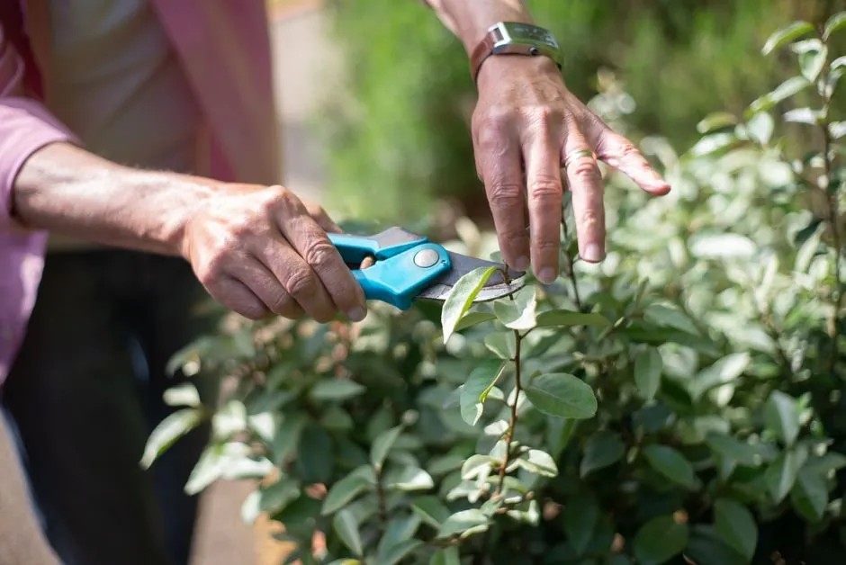 Amenagement paysager d'un jardin de particulier